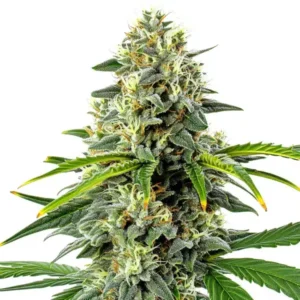 Haze Autoflower – Blimburn Seeds