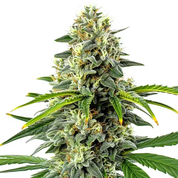 Haze Autoflower – Blimburn Seeds