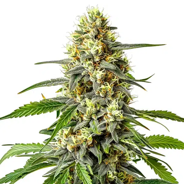 Haze XL Auto – Blimburn Seeds