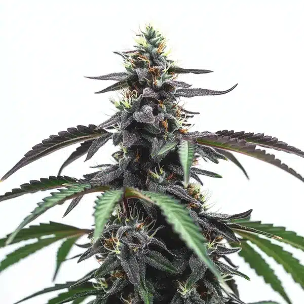 Head Band – Blimburn Seeds