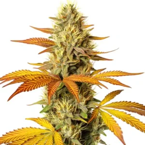 Hellfire Fast Version – Blimburn Seeds