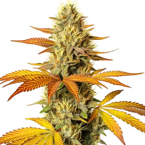 Hellfire Fast Version – Blimburn Seeds