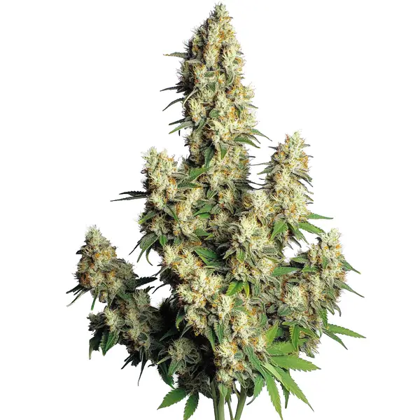 Hindu Kush Autoflower – Blimburn Seeds