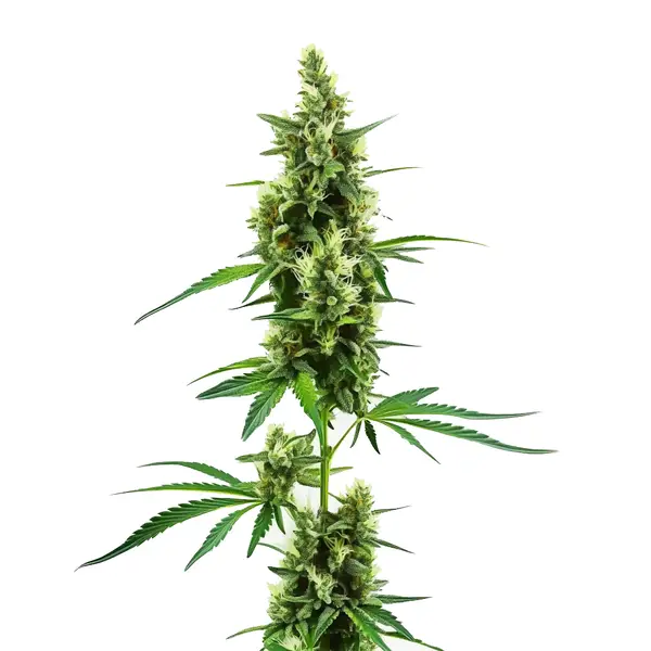 Hindu Kush Regular – Blimburn Seeds