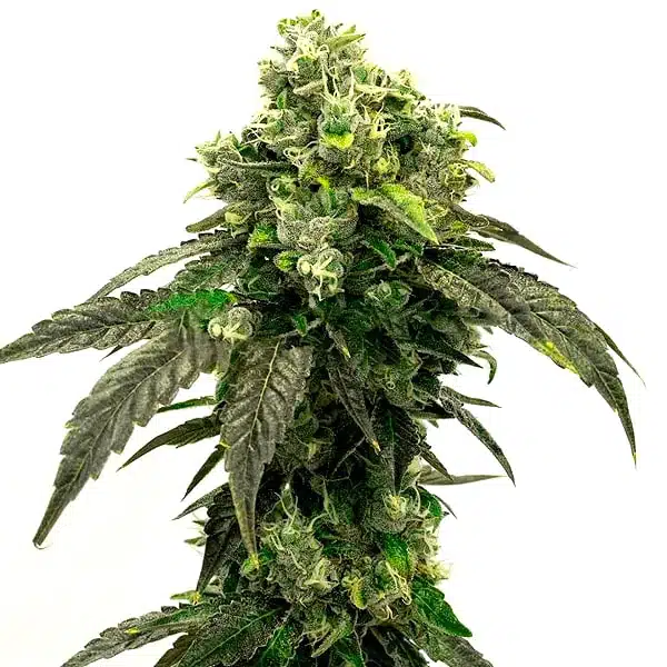 Hindu Kush – Blimburn Seeds