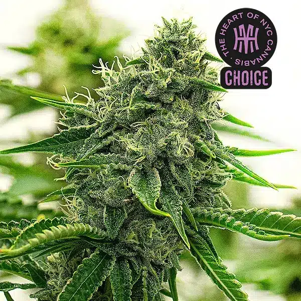 Hippo High HMC Edition – Blimburn Seeds