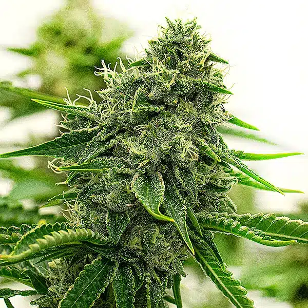 Hippo High – Blimburn Seeds