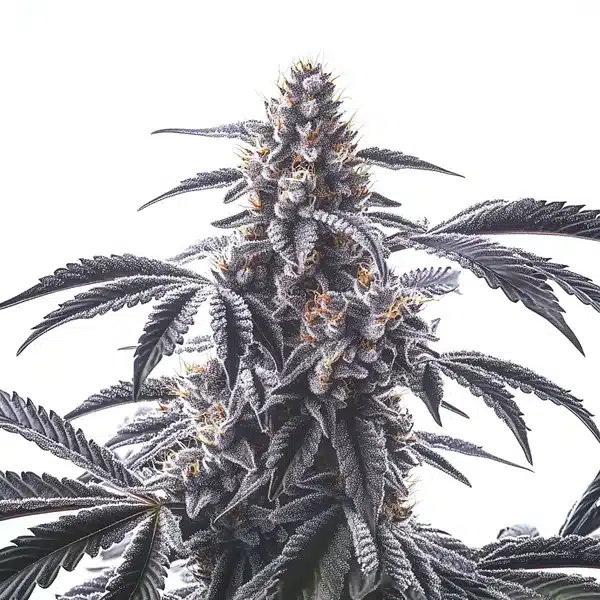 Horchata – Blimburn Seeds