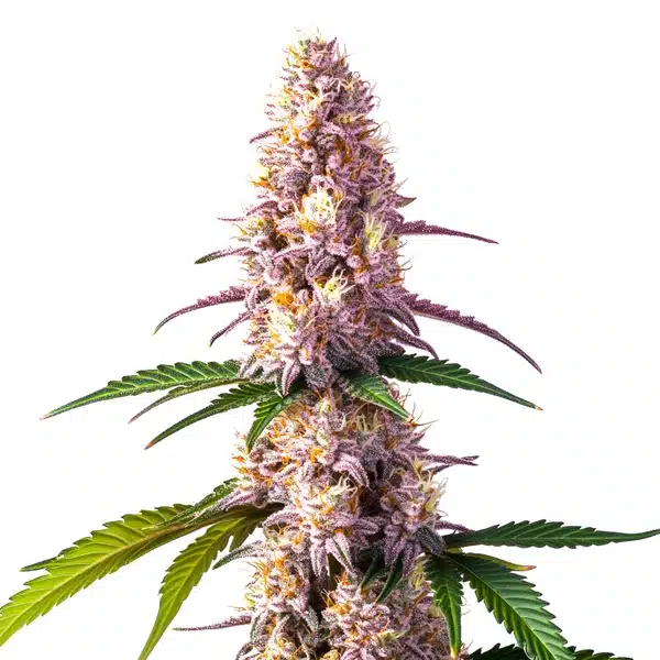 Ice Cream Cake Auto – Blimburn Seeds