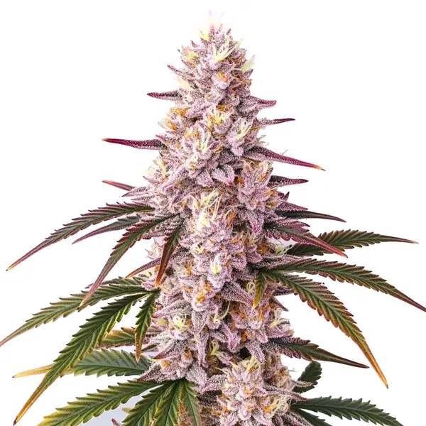 Ice Cream Cake – Blimburn Seeds