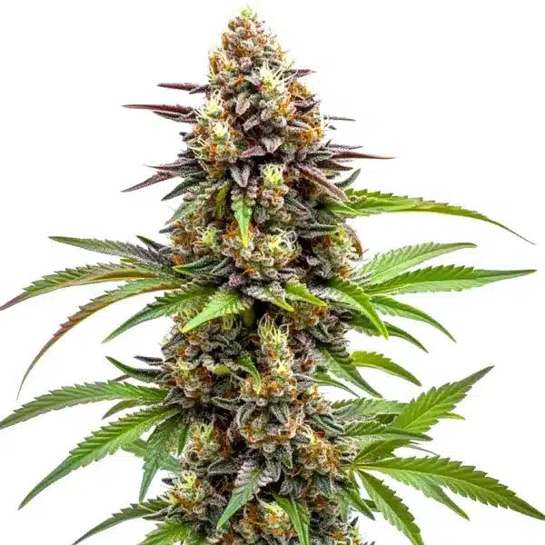 Ice Cream x SFV OG – Blimburn Seeds