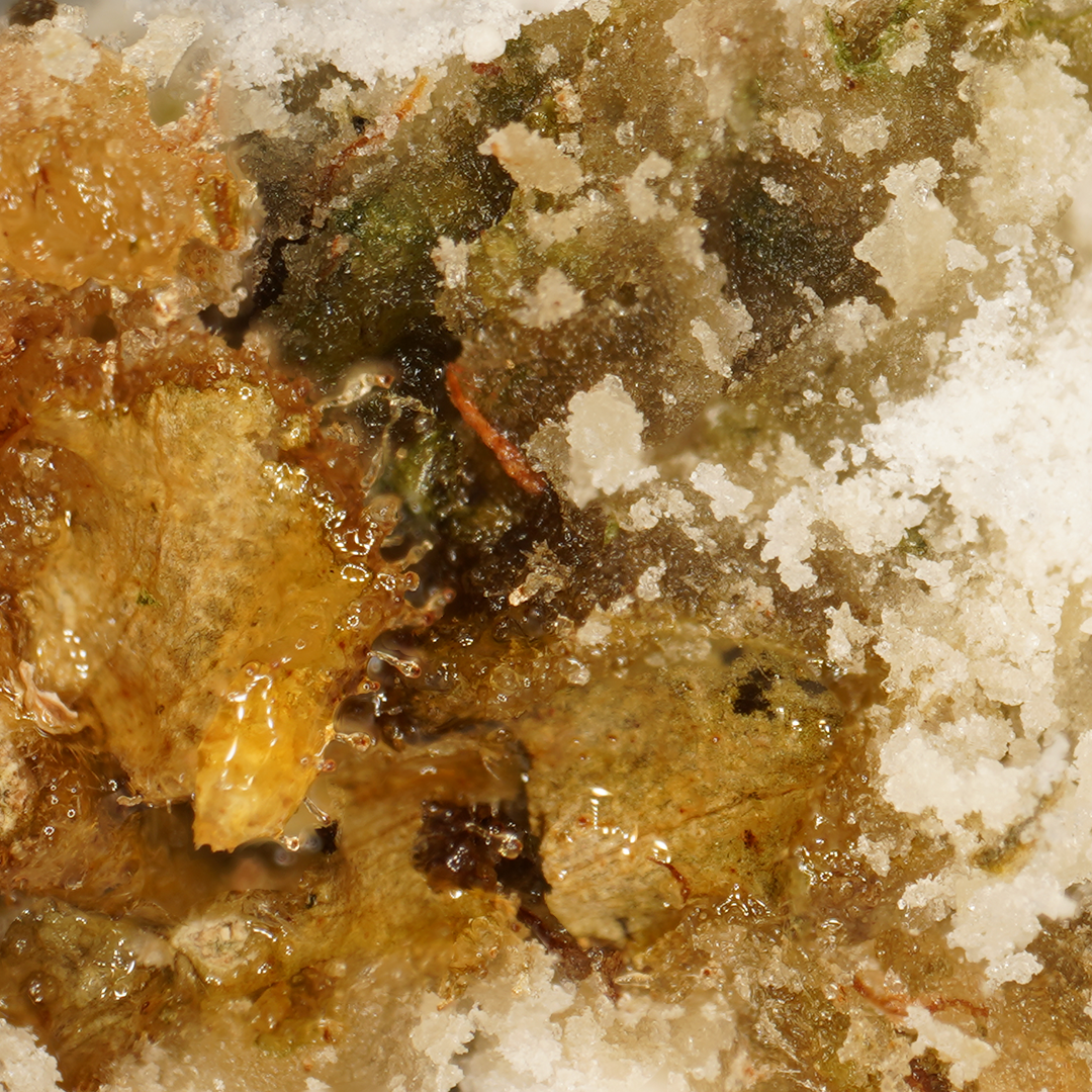 Ice Rock CBD (Indoor) (2) – Mama Kana