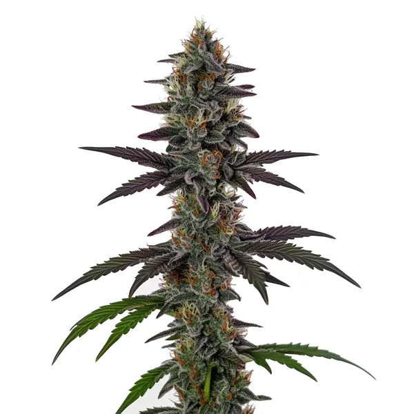 Illemonati – Blimburn Seeds