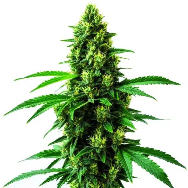 Irish Cream – Blimburn Seeds