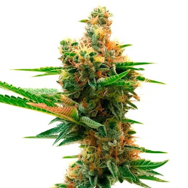 Island Sweet Skunk – Blimburn Seeds
