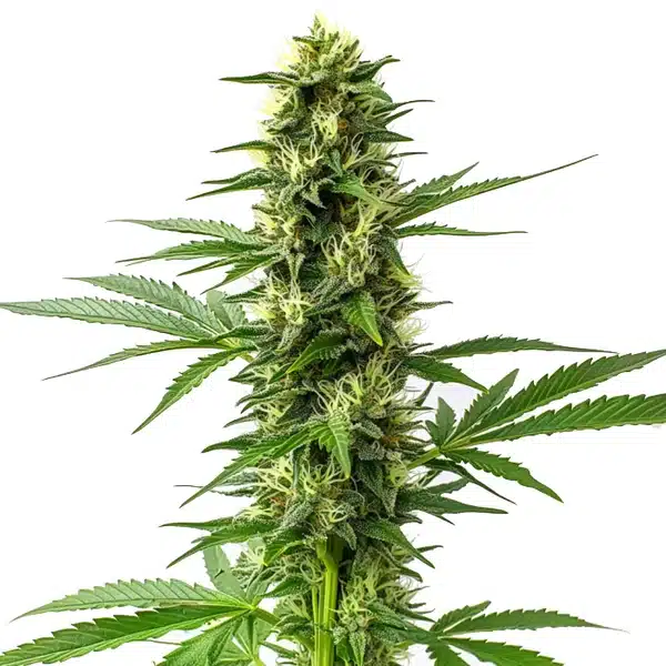 Jack Herer Regular – Blimburn Seeds