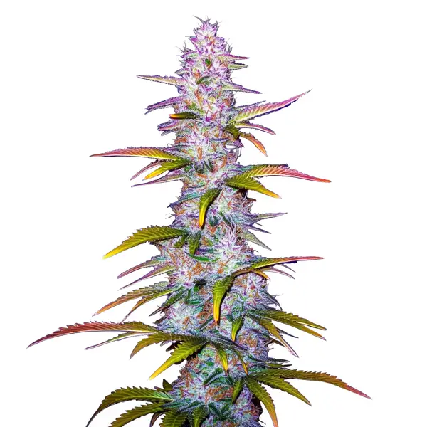 Jack Horror – Blimburn Seeds