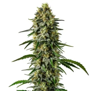 Jelly Bean – Blimburn Seeds