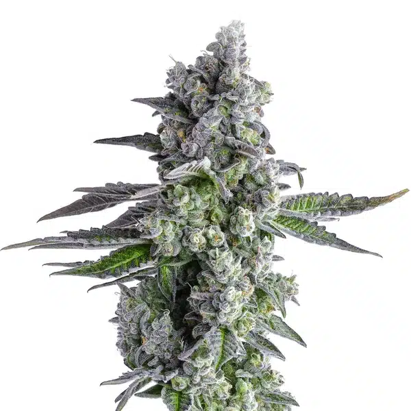John Connor – Blimburn Seeds