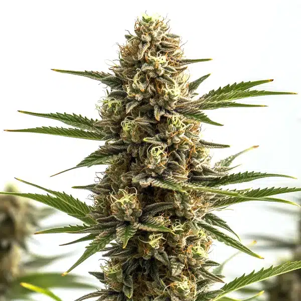 Jungle Wreck – Blimburn Seeds
