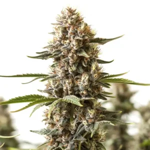 Kabrales – Blimburn Seeds