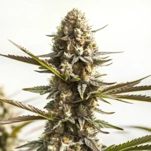 Kabrales Auto – Blimburn Seeds