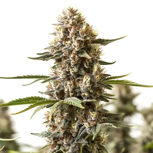 Kabrales – Blimburn Seeds
