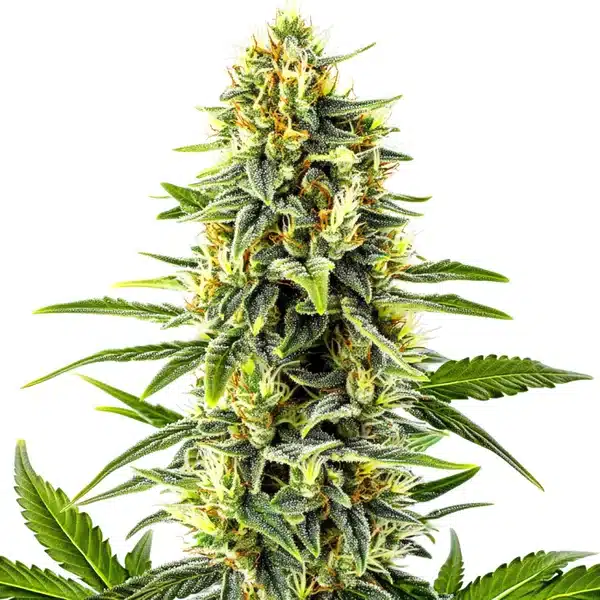 Kali Mist – Blimburn Seeds