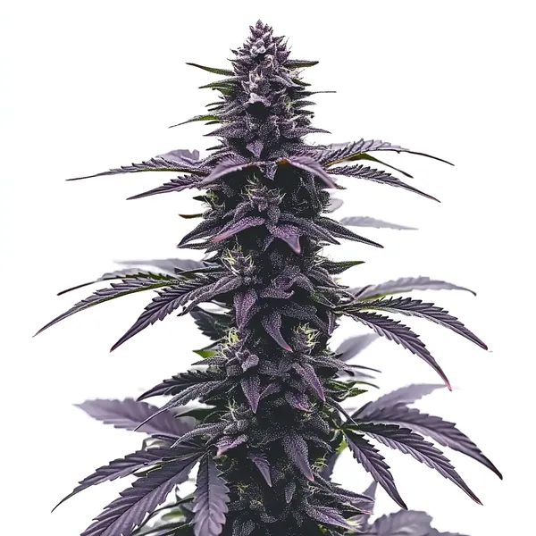 Key Lime Jack – Blimburn Seeds