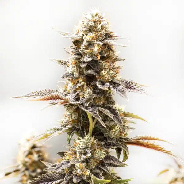Koji – Blimburn Seeds