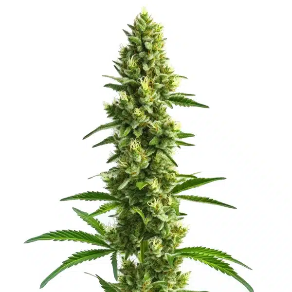 Kosher Kush – Blimburn Seeds