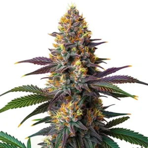 Kush Mints Fast Version – Blimburn Seeds