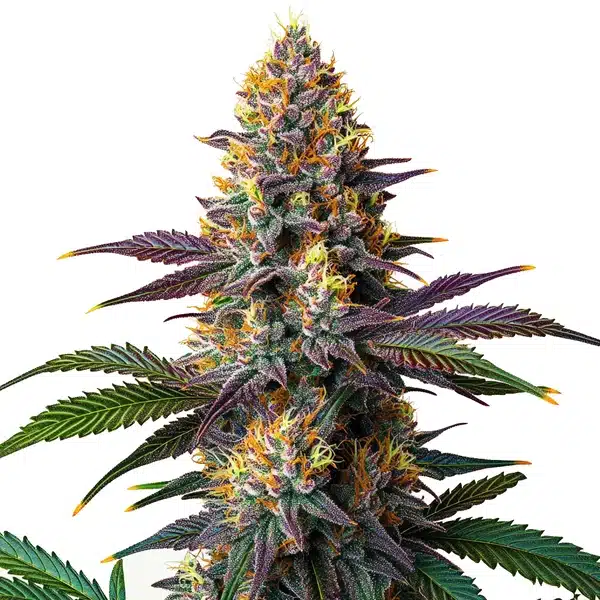 Kush Mints Fast Version – Blimburn Seeds