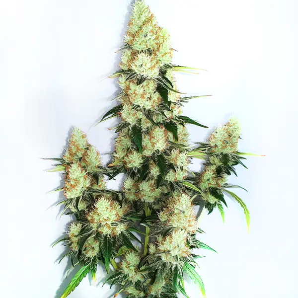 Kush XL Auto – Blimburn Seeds