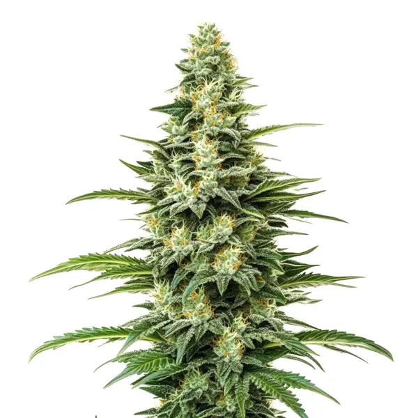 Kyle’s Skywalker OG – Blimburn Seeds