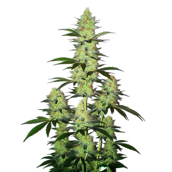 LA Confidential Autoflower – Blimburn Seeds