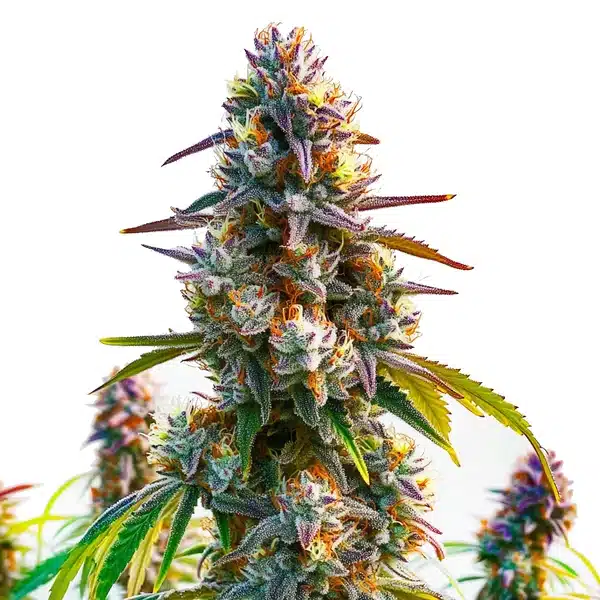 LA Confidential – Blimburn Seeds