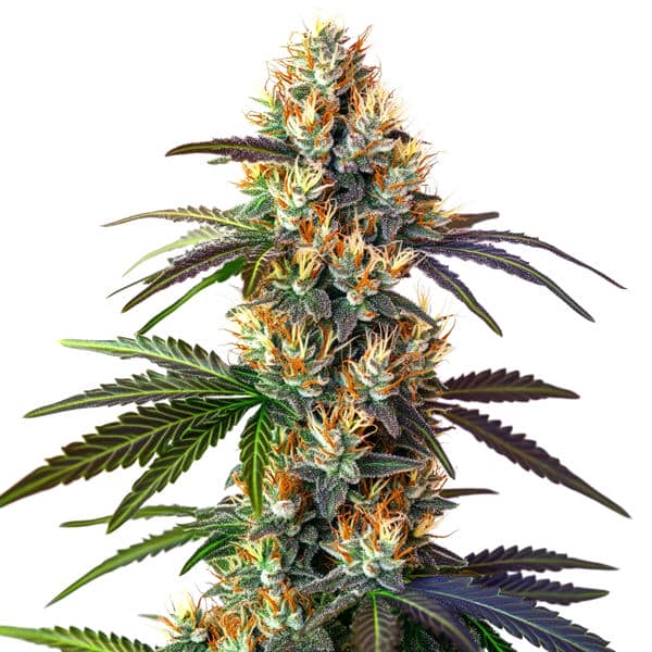 LSD – Blimburn Seeds