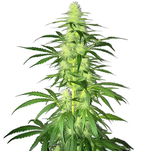Lambs Bread – Blimburn Seeds