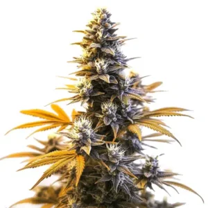 Larry OG – Blimburn Seeds