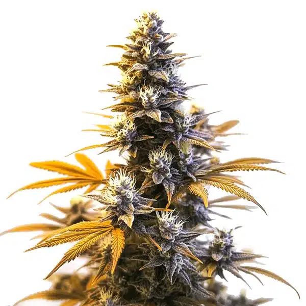 Larry OG – Blimburn Seeds