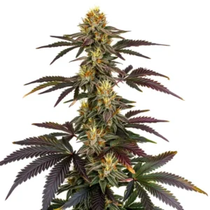 Lava Cake – Blimburn Seeds