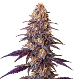Lavender – Blimburn Seeds