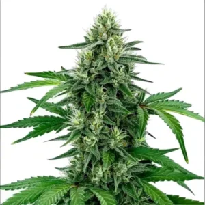 Legend OG – Blimburn Seeds