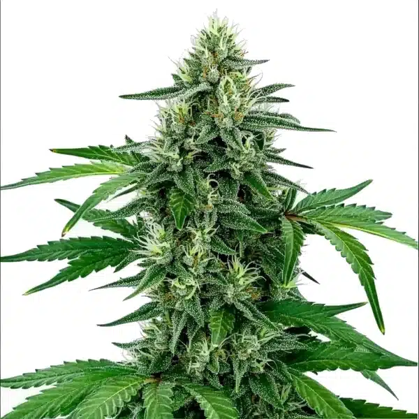 Legend OG – Blimburn Seeds