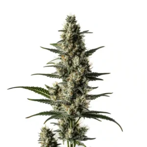 Lemon Auto – Blimburn Seeds