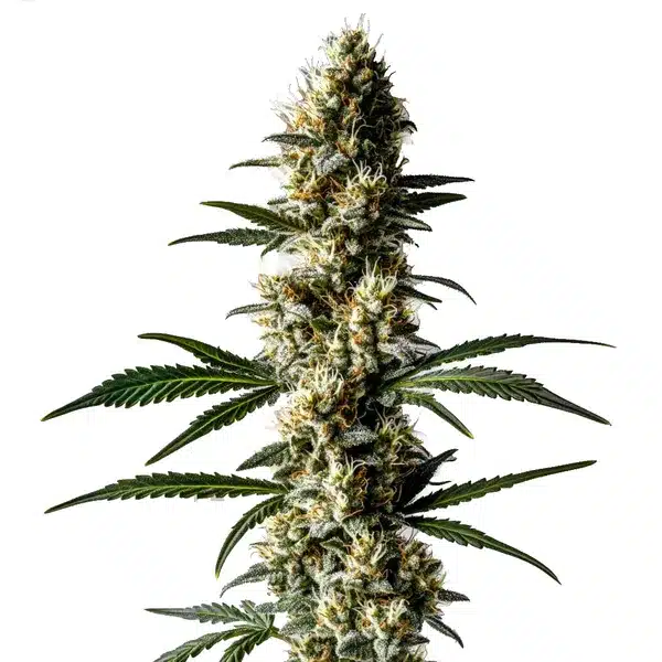 Lemon Diesel – Blimburn Seeds