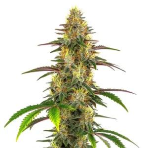 Lemon Garlic OG – Blimburn Seeds