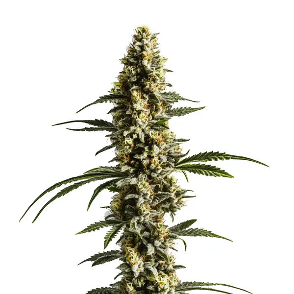 Lemon Haze Autoflower F1 – Blimburn Seeds