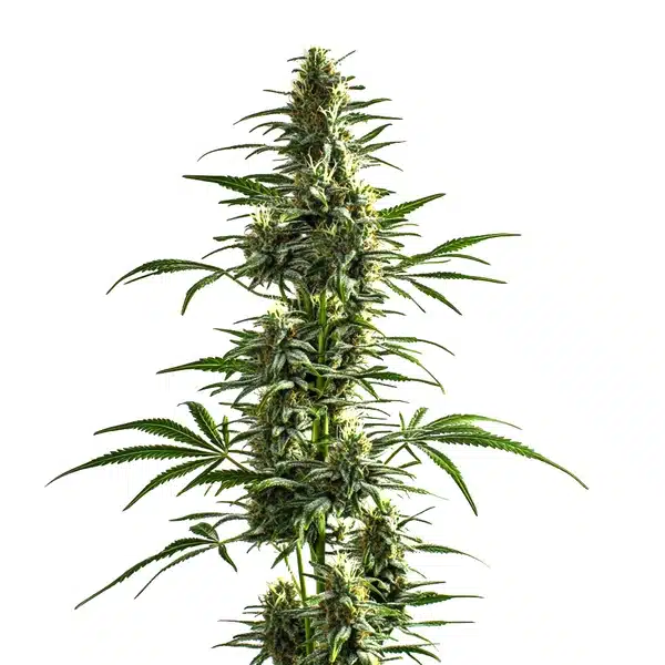 Lemon Haze Diesel – Blimburn Seeds